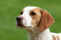 27.05.13 Dummer Beagles Puppy Show Practice