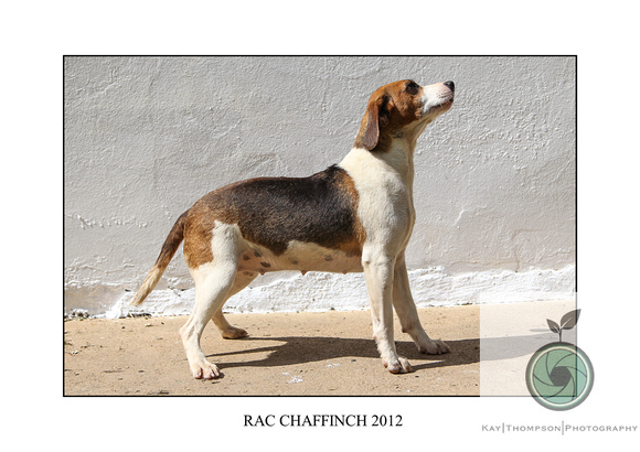 RAC CHAFFINCH 2012
