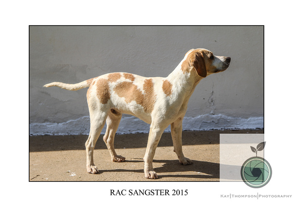 RAC SANGSTER 2015