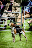 14.06.15 RAC Beagles Puppy Show