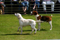 RACB_PUPPYSHOW12-13