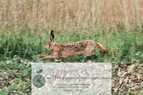 Hare at full stretch