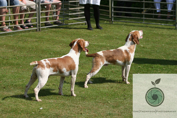 RACB_PUPPYSHOW12-19