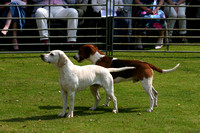 RACB_PUPPYSHOW12-12