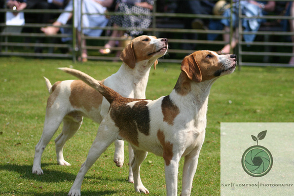 RACB_PUPPYSHOW12-17